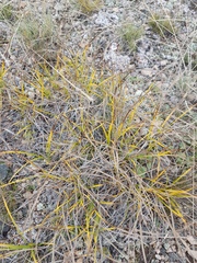 Carex pediformis
