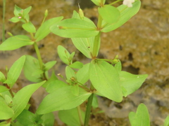 Lindernia procumbens
