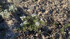 Leptosiphon melingii