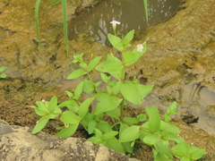 Lindernia procumbens
