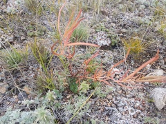 Persicaria angustifolia