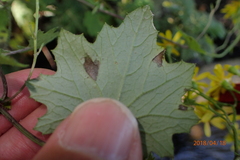 Cineraria glandulosa
