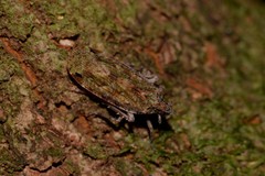Errotasa neovalesiaca