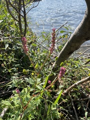 Persicaria careyi
