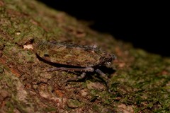 Errotasa neovalesiaca