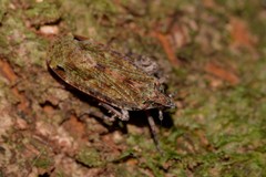 Errotasa neovalesiaca