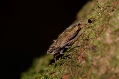 Errotasa neovalesiaca