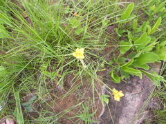 Cyperus sphaerocephalus