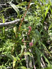 Persicaria careyi