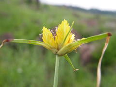 Cyperus sphaerocephalus