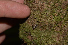 Errotasa neovalesiaca