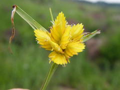 Cyperus sphaerocephalus