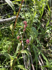 Persicaria careyi