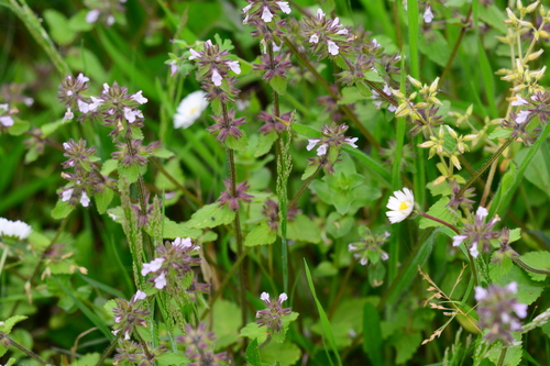 Stachys arvensis