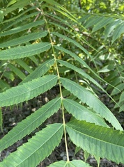Rhus typhina