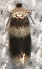 Stigmella nigriverticella