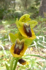 Ophrys lutea