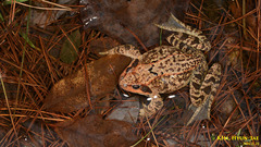 Rana dybowskii