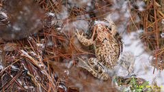 Rana dybowskii