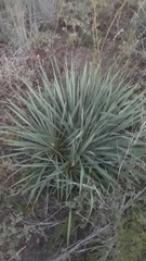 Yucca louisianensis