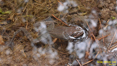 Rana dybowskii