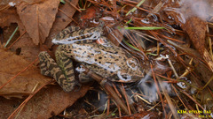 Rana dybowskii