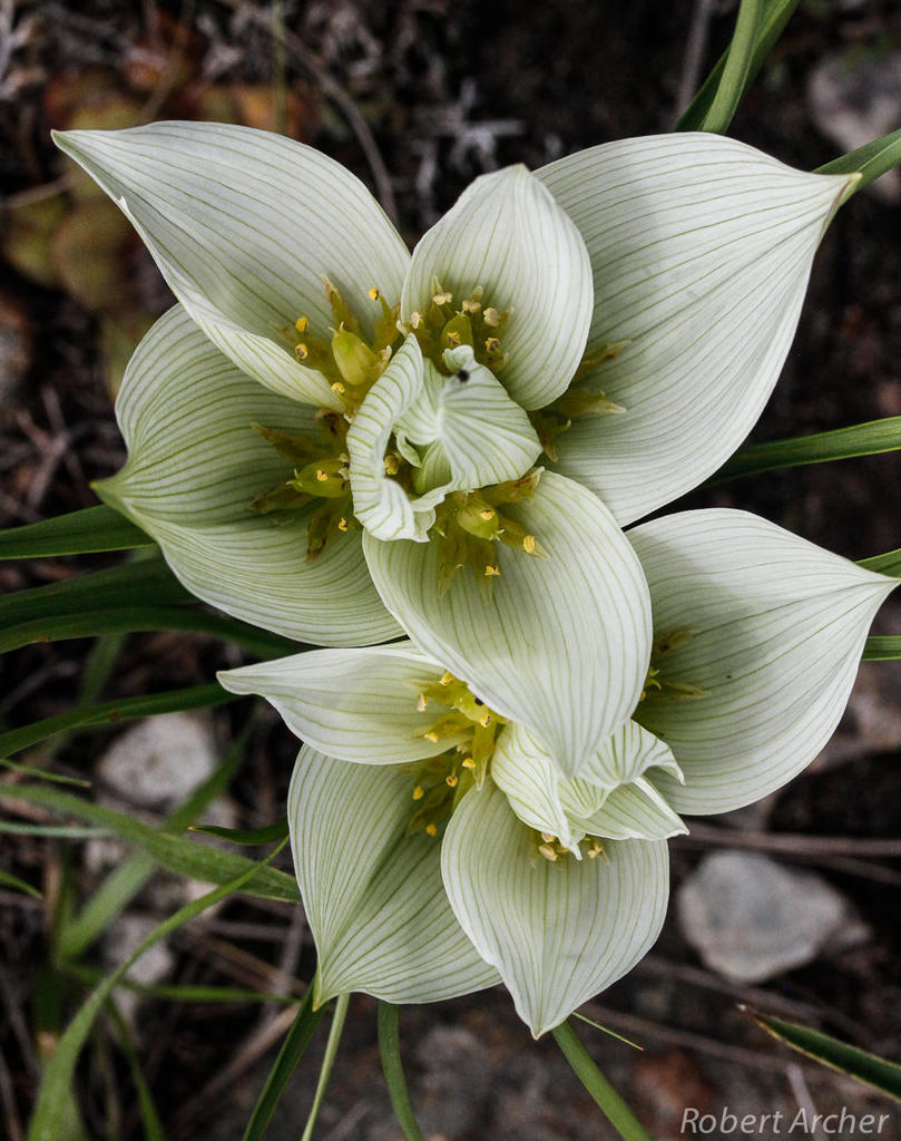 Pyjama Flower