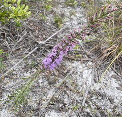 Liatris provincialis