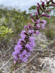 Liatris provincialis