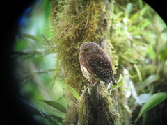Glaucidium jardinii