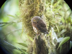 Glaucidium jardinii