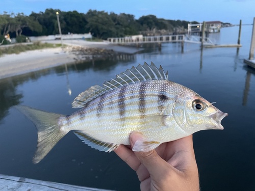 Pinfish