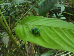 Oxysternon conspicillatum