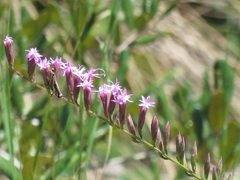 Liatris pauciflora var. pauciflora image