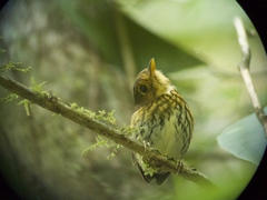 Grallaricula flavirostris