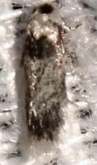 Stigmella macrocarpae