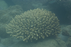 Acropora gemmifera