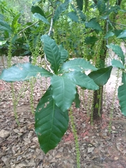 Barringtonia acutangula