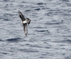 Stercorarius pomarinus