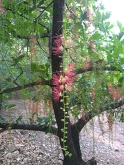 Barringtonia acutangula