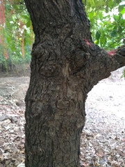 Barringtonia acutangula