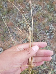 Stipa krylovii