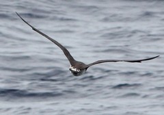 Stercorarius pomarinus