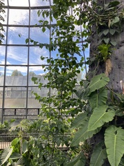 Banisteriopsis caapi