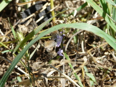 Brephidium pseudofea