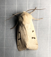 Dichagyris variabilis