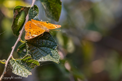 Asterocampa celtis antonia