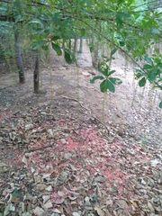 Barringtonia acutangula