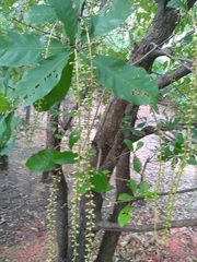 Barringtonia acutangula