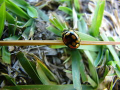 Cheilomenes sulphurea